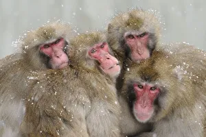Japanese macaques (Macaca fuscata)