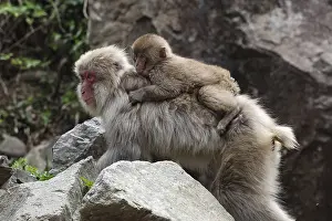 Japanese makak with baby on back in Jigokudani Yaen Koen