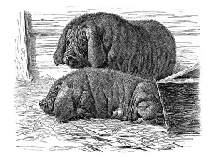 Japanese mask pigs, historical illustration