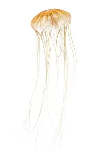 Japanese sea nettle, Chrysaora pacifica