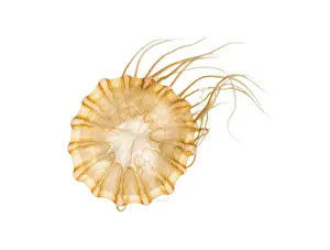 Japanese sea nettle, Chrysaora pacifica