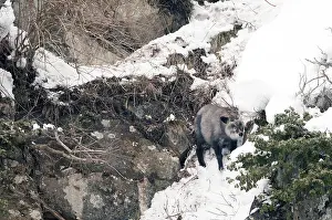 Japanese Serow in winter (Capricornis crispus)