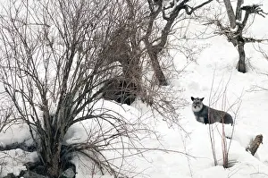 Japanese Serow in winter (Capricornis crispus)
