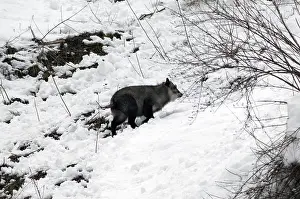 Japanese Serow in winter (Capricornis crispus)