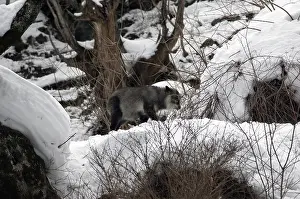Japanese Serow in winter (Capricornis crispus)
