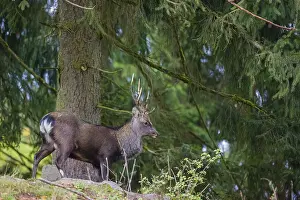 A Japanese sika deer (Cervus nippon nippon) stag stands on hilly ground in a forest