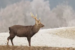 A Japanese sika deer stag (Cervus nippon nippon) stands on a meadow covered with hoarfrost in hilly terrain