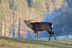 A Japanese sika deer stag (Cervus nippon nippon) stands on a meadow in hilly terrain