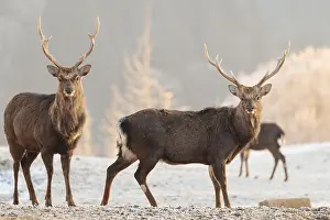 Two Japanese sika deer stags and a hind (Cervus nippon nippon) stand on a meadow in hilly terrain