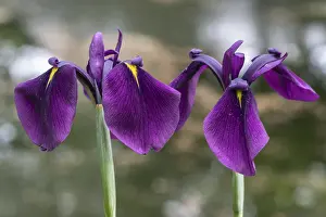 Japanese water iris (Iris ensata)
