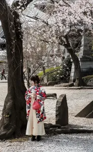 Japanese woman in traditional kimono under blossoming cherry tree