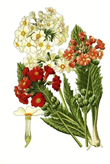 Japonica, Japanese primrose (Primula)