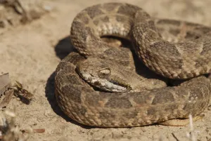 Jararaca Pintada Snake (Bothrops neuwiedii)