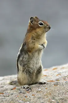 Jasper National Park, Alberta (Citellus lateralis)