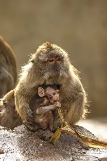 Java monkey with juvenile (Macaca fascicularis)