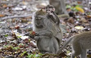 Java monkey (Macaca fascicularis)
