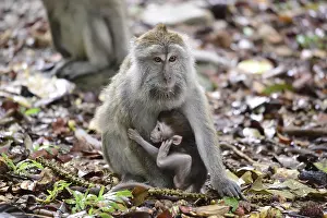 Java monkey (Macaca fascicularis)
