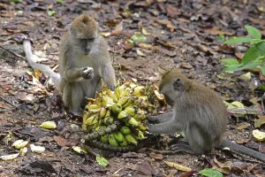 Java monkey (Macaca fascicularis)