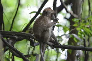 Java monkey (Macaca fascicularis)