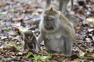 Java monkey (Macaca fascicularis)
