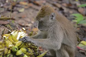 Java monkey (Macaca fascicularis)