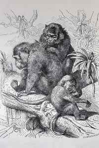 Java monkey (Macaca fascicularis)