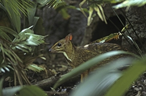 Java Mouse-deer, Lesser Malay Chevrotain (Tragulus javanicus)