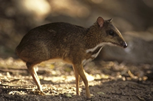 Java Mouse-deer, Lesser Malay Chevrotain (Tragulus javanicus)