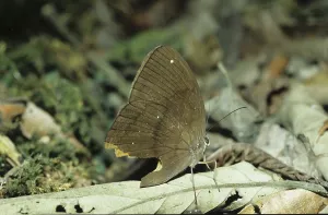 Java spotted moth (Nymphalidae)