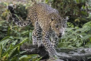 Javan leopard (Panthera pardus melas) hunting in tropical rainforest