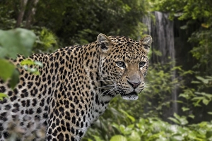 Framed Print : Javan leopard (Panthera pardus melas) hunting in tropical rainforest