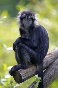 Javan lutung (Trachypithecus auratus)