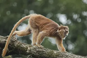 Javan lutung (Trachypithecus auratus)