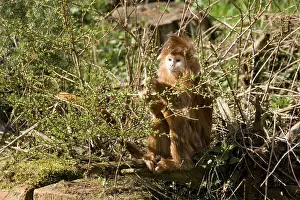 Javan lutung (Trachypithecus auratus)