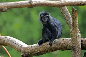 Javan lutung (Trachypithecus auratus)