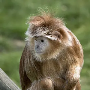 Javan Lutung (Trachypithecus auratus)