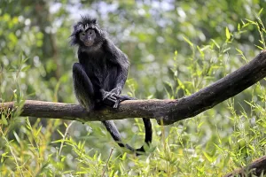 Javan lutung (Trachypithecus auratus)