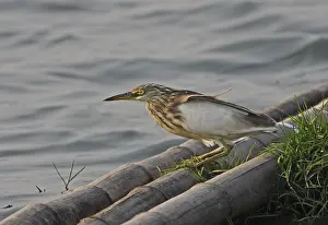 Javan Pond-heron (Ardeola speciosa)