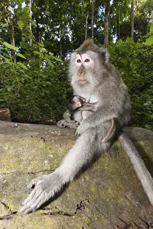 Javanese monkey, Macaca fascicularis