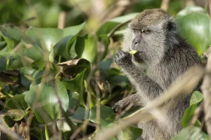 Javanese monkey (Macaca fascicularis)