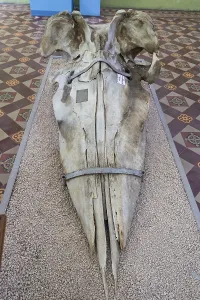 Jaw, Sperm whale (Physeter macrocephalus)