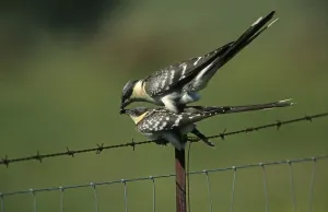 Jay Cuckoo, great spotted cuckoos (Clamator glandarius)