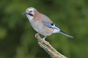 Jay (falco tinnunculus) perched on a branch