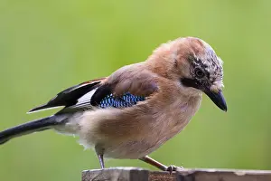 Jay (Garrulus glandarius) closeup with a green background