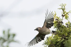 Framed Print : A jay (Garrulus glandarius) flies off the branch of a yew (Taxus baccata)