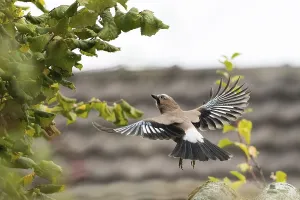 A jay (Garrulus Glandarius) in flight in front of a blurred background of leaves
