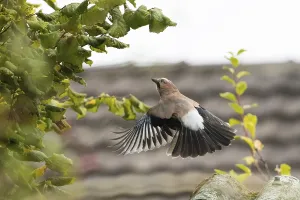 A jay (Garrulus Glandarius) in flight in front of a blurred background of leaves