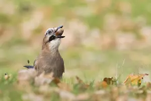 A jay (Garrulus glandarius) keeps an acorn in its beak and stands in an autumn meadow
