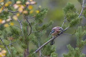 A jay (Garrulus glandarius) looks curiously from a pine branch