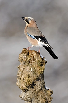 Jay (Garrulus glandarius), perched